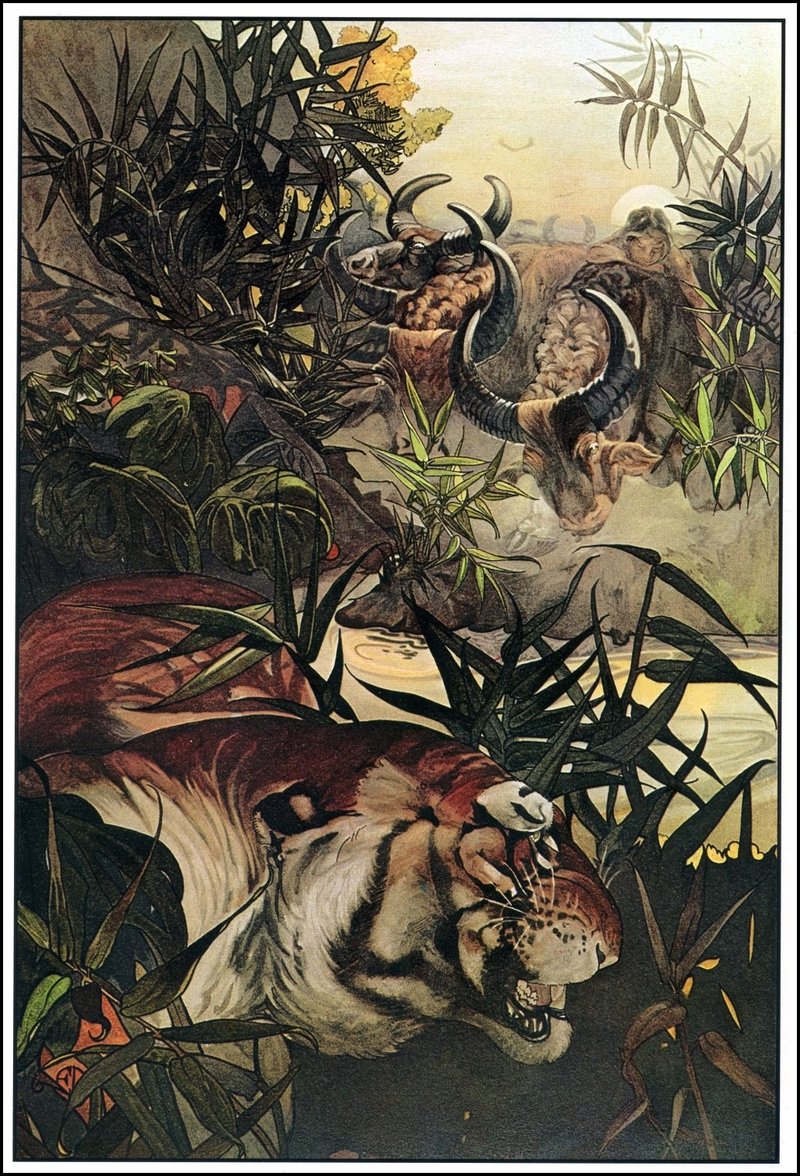 tiger (Panthera tigris); DISPLAY FULL IMAGE.