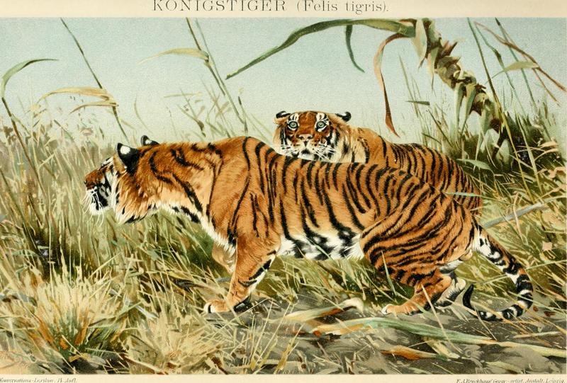 tiger (Panthera tigris); DISPLAY FULL IMAGE.