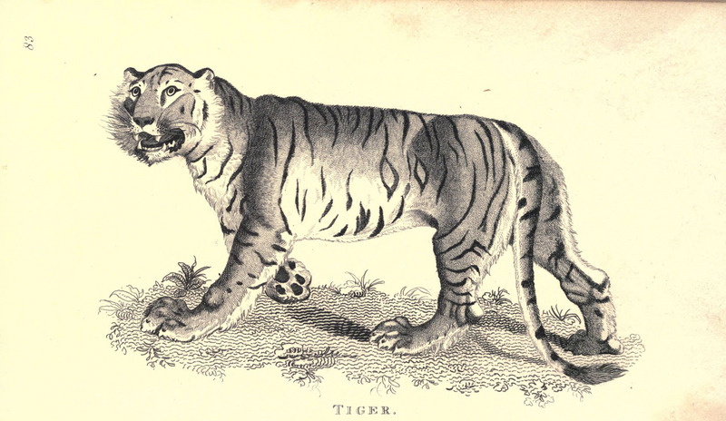 tiger (Panthera tigris); DISPLAY FULL IMAGE.