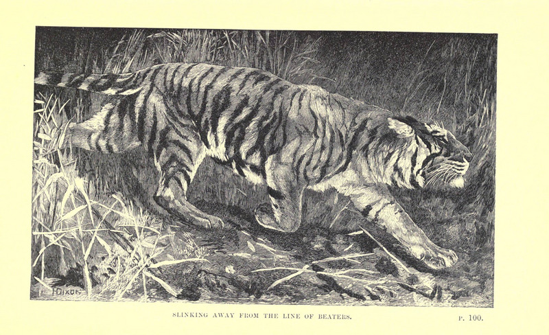 tiger (Panthera tigris); DISPLAY FULL IMAGE.