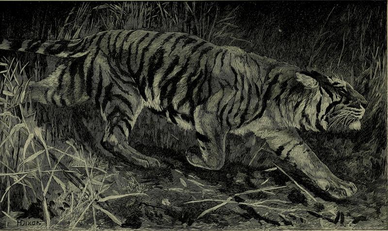 tiger (Panthera tigris); DISPLAY FULL IMAGE.
