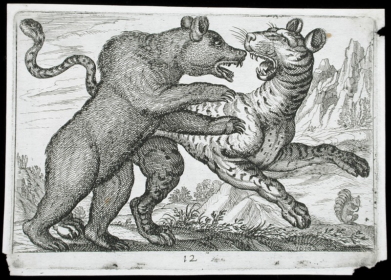 tiger (Panthera tigris); DISPLAY FULL IMAGE.