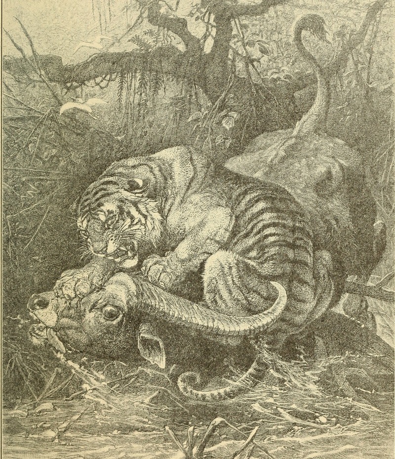tiger (Panthera tigris); DISPLAY FULL IMAGE.
