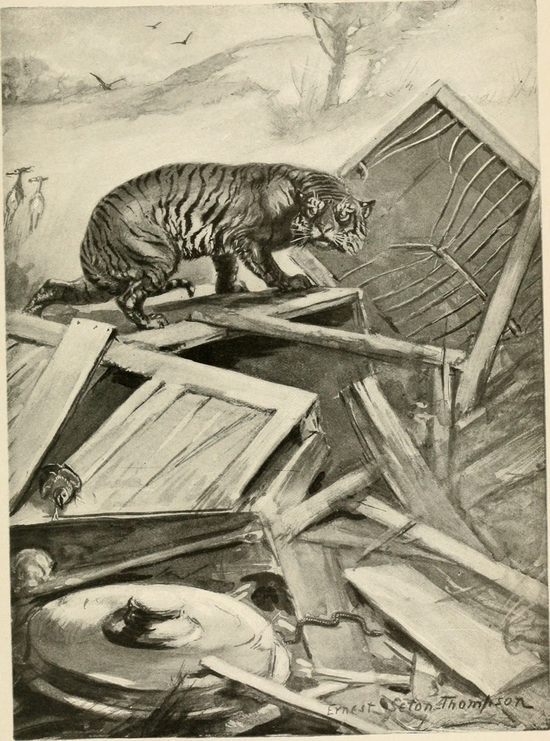 tiger (Panthera tigris); DISPLAY FULL IMAGE.