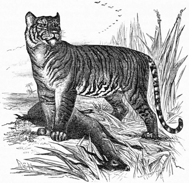 tiger (Panthera tigris); DISPLAY FULL IMAGE.