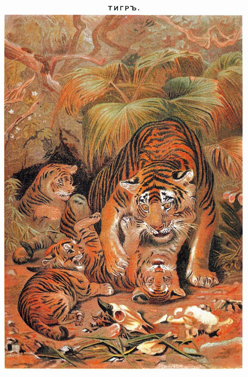 tiger (Panthera tigris); DISPLAY FULL IMAGE.