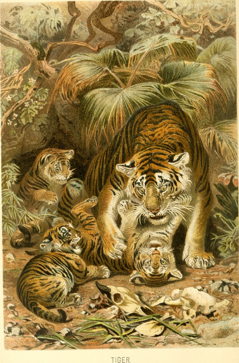 tiger (Panthera tigris); DISPLAY FULL IMAGE.