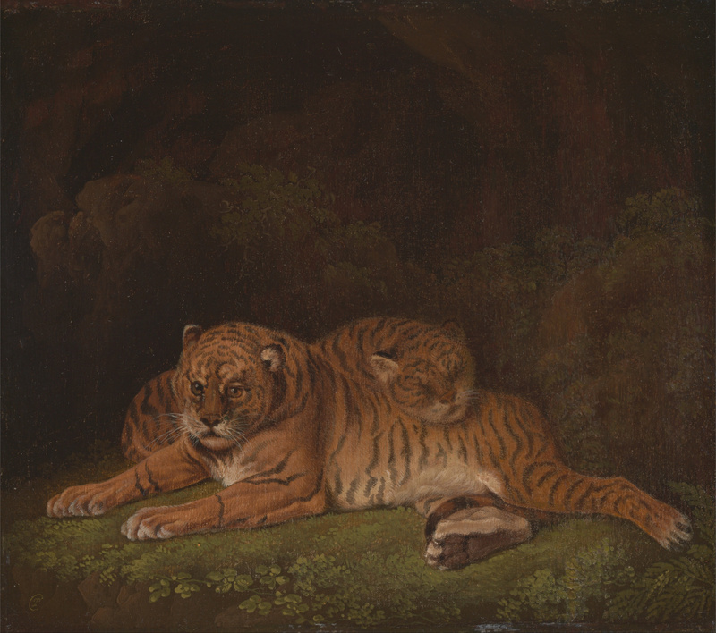 tiger (Panthera tigris); DISPLAY FULL IMAGE.