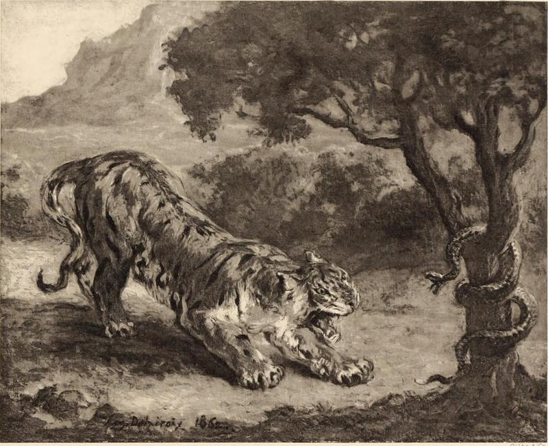 tiger (Panthera tigris); DISPLAY FULL IMAGE.