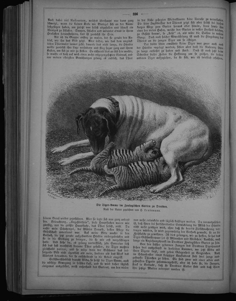 tiger (Panthera tigris); DISPLAY FULL IMAGE.
