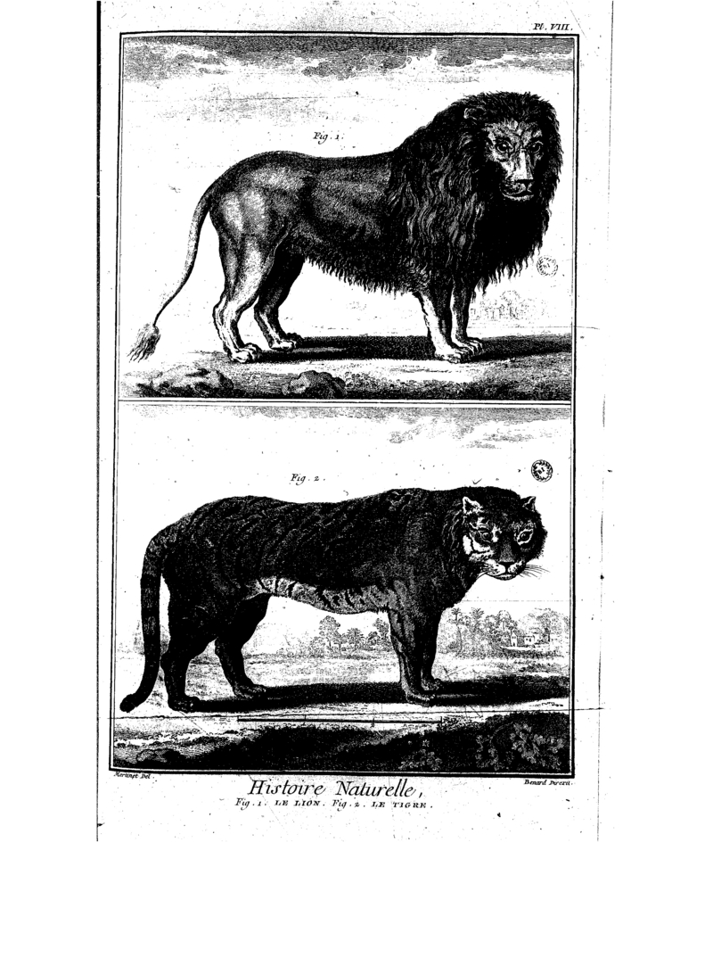tiger (Panthera tigris); DISPLAY FULL IMAGE.