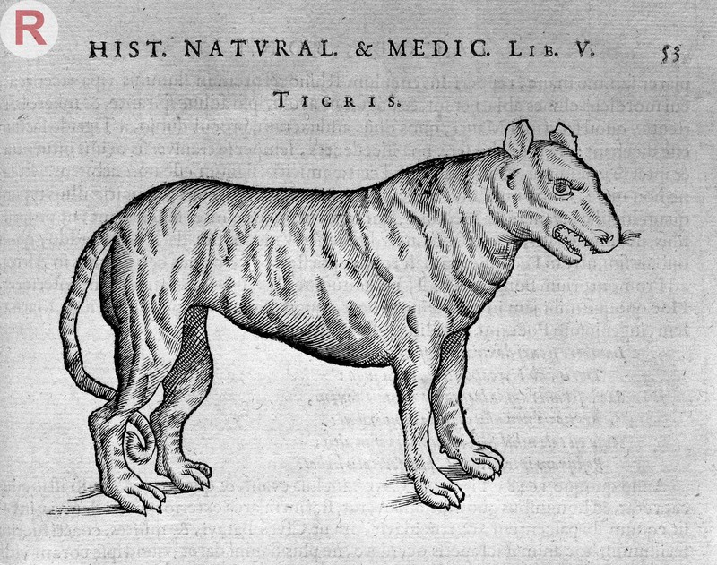tiger (Panthera tigris); DISPLAY FULL IMAGE.
