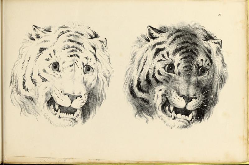 tiger (Panthera tigris); DISPLAY FULL IMAGE.