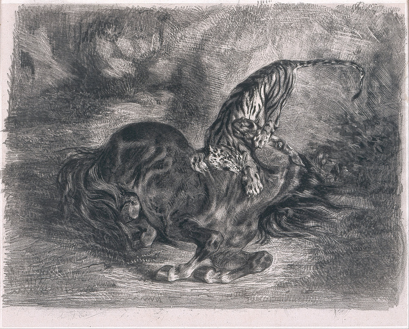 tiger (Panthera tigris); DISPLAY FULL IMAGE.
