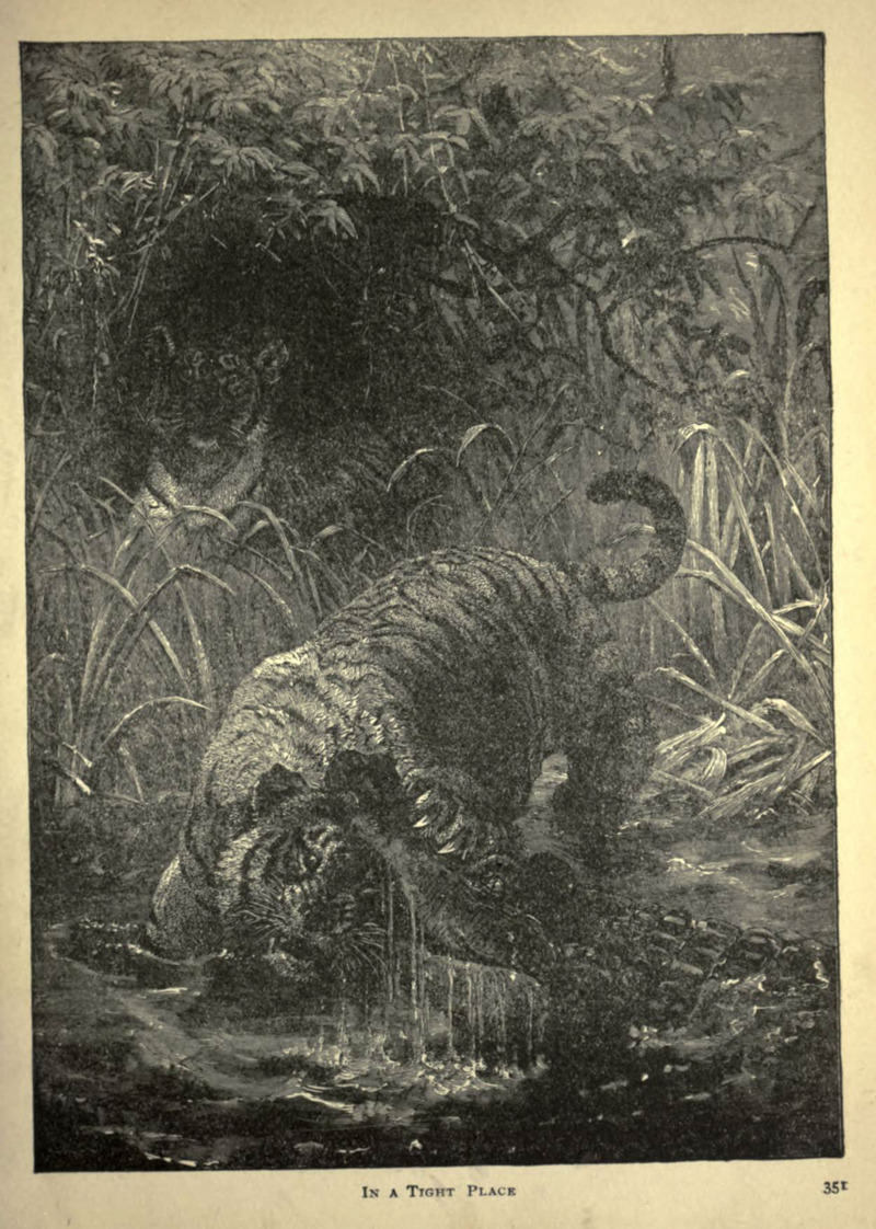 tiger (Panthera tigris); DISPLAY FULL IMAGE.
