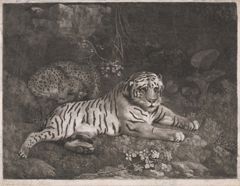 tiger (Panthera tigris); DISPLAY FULL IMAGE.