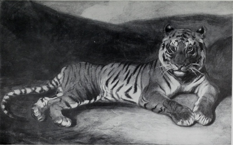 tiger (Panthera tigris); DISPLAY FULL IMAGE.
