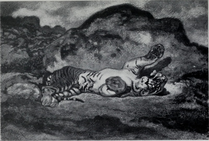 tiger (Panthera tigris); DISPLAY FULL IMAGE.