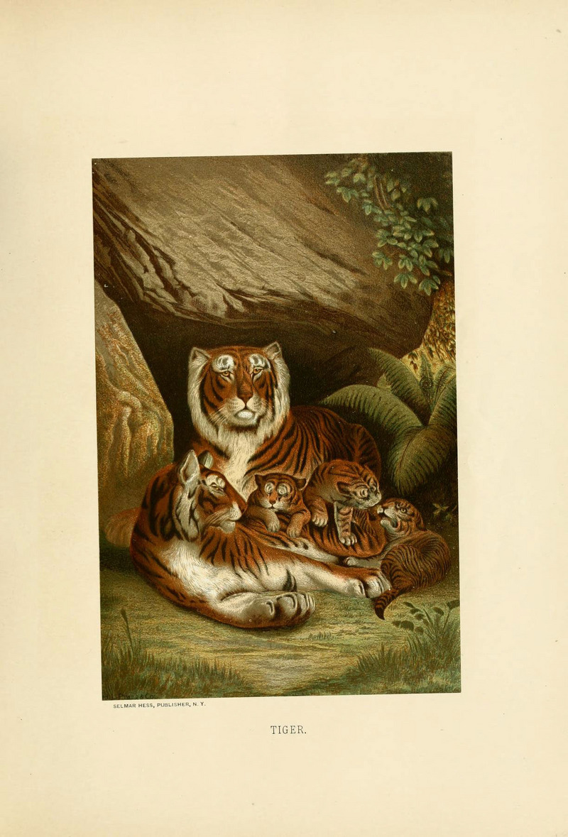 tiger (Panthera tigris); DISPLAY FULL IMAGE.