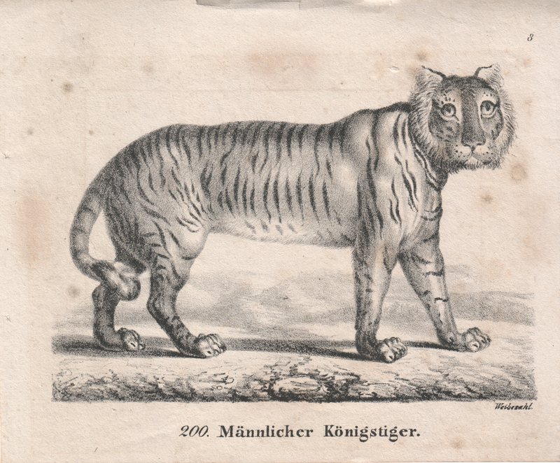 tiger (Panthera tigris); DISPLAY FULL IMAGE.