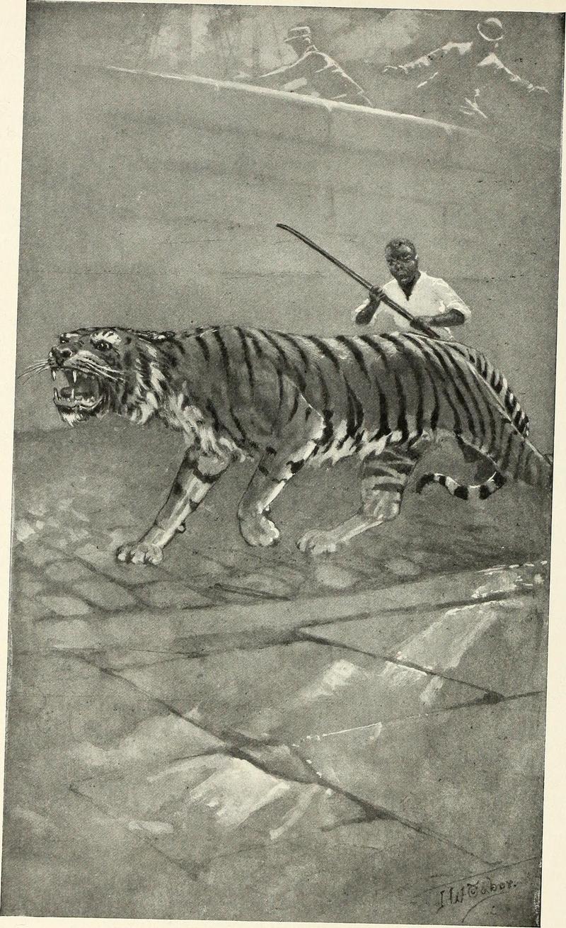 tiger (Panthera tigris); DISPLAY FULL IMAGE.