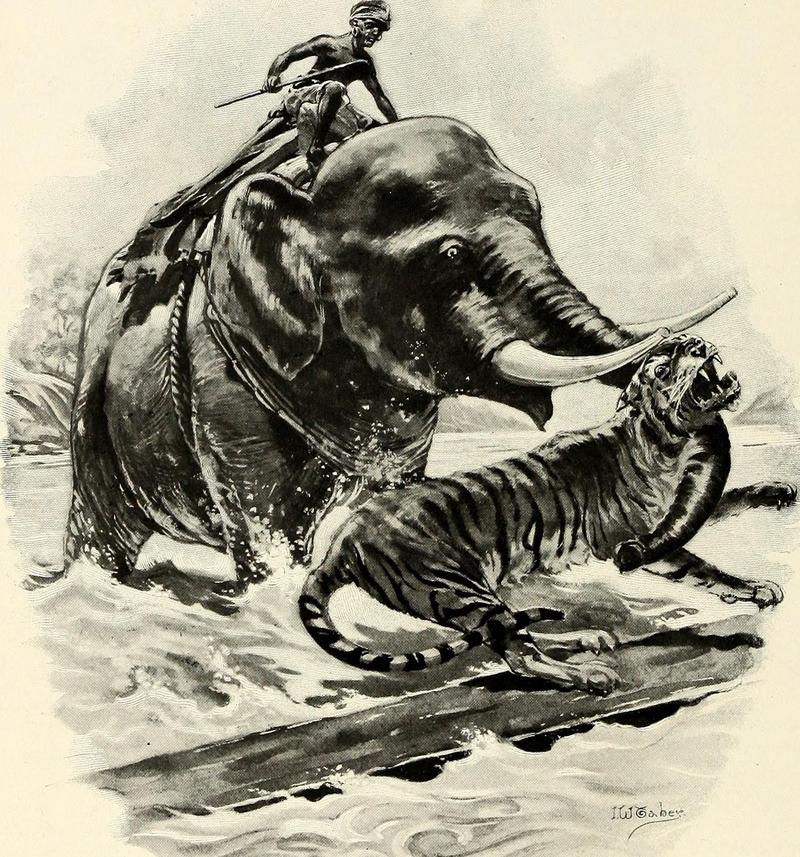 tiger (Panthera tigris); DISPLAY FULL IMAGE.