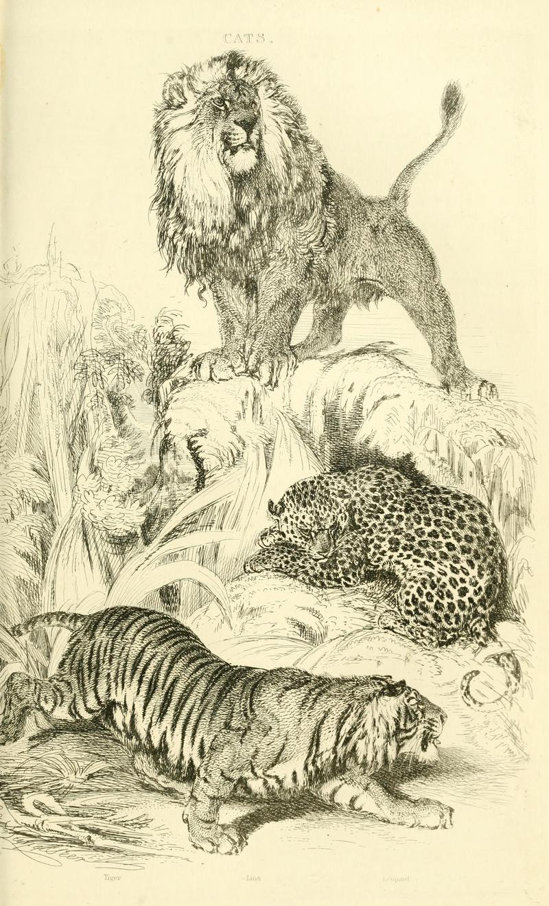 lion (Panthera leo), leopard (Panthera pardus), tiger (Panthera tigris); DISPLAY FULL IMAGE.