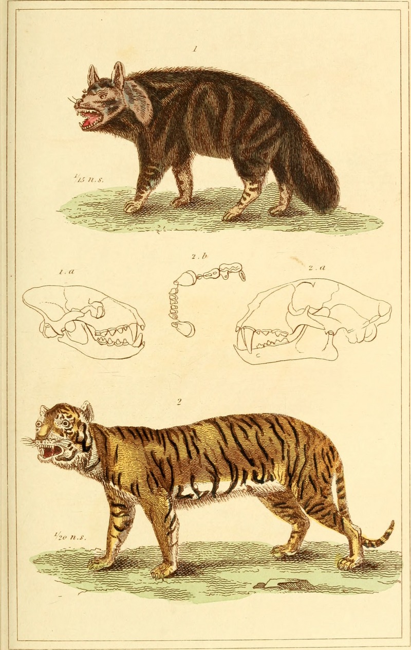 brown hyena (Hyaena brunnea), tiger (Panthera tigris); DISPLAY FULL IMAGE.