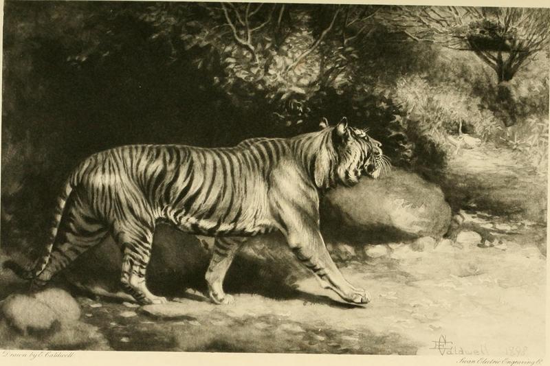 tiger (Panthera tigris); DISPLAY FULL IMAGE.