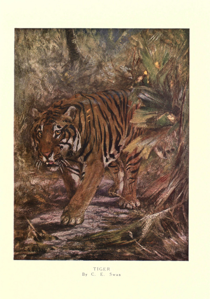 tiger (Panthera tigris); DISPLAY FULL IMAGE.