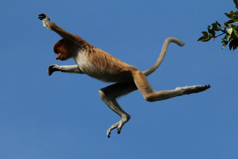 proboscis monkey, long-nosed monkey (Nasalis larvatus); DISPLAY FULL IMAGE.