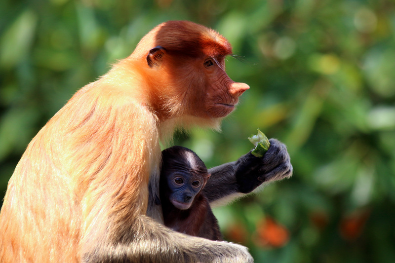 proboscis monkey, long-nosed monkey (Nasalis larvatus); DISPLAY FULL IMAGE.