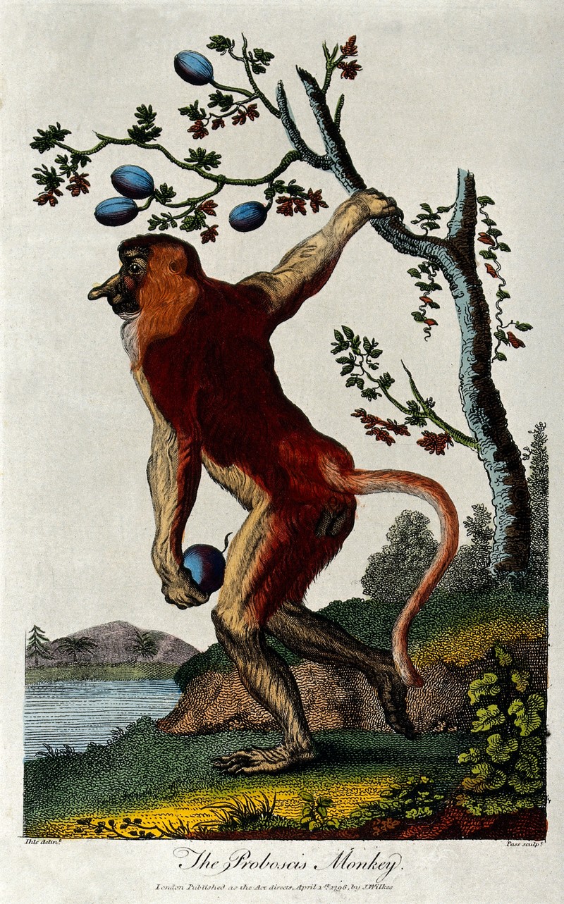 proboscis monkey, long-nosed monkey (Nasalis larvatus); DISPLAY FULL IMAGE.