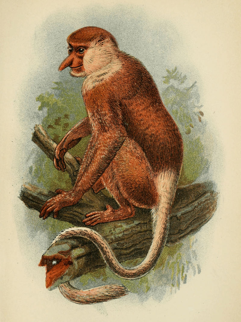 proboscis monkey, long-nosed monkey (Nasalis larvatus); DISPLAY FULL IMAGE.