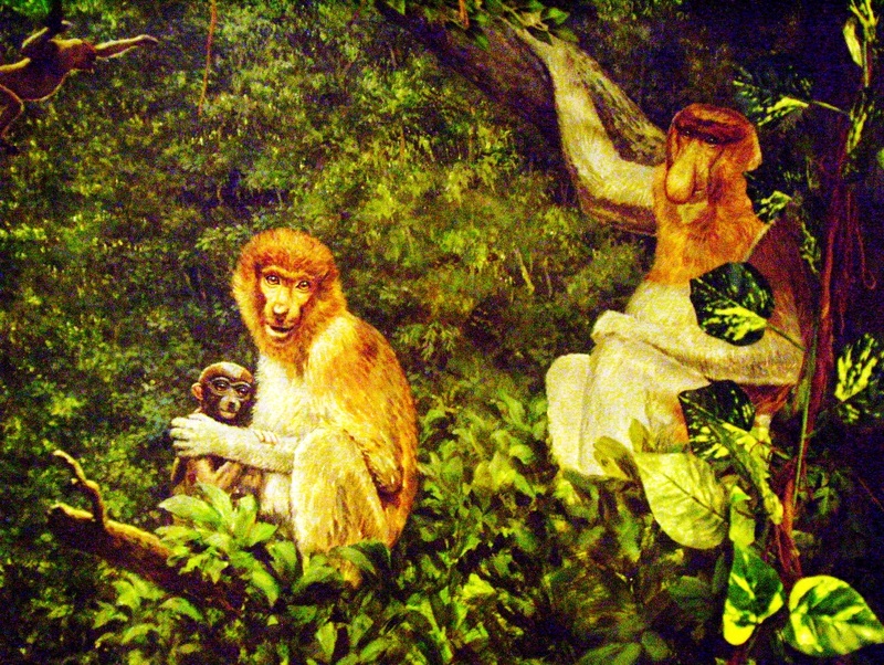 proboscis monkey, long-nosed monkey (Nasalis larvatus); DISPLAY FULL IMAGE.
