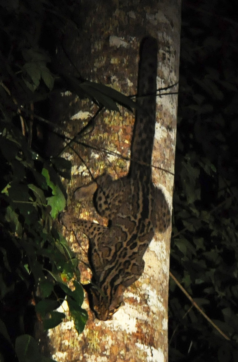 marbled cat (Pardofelis marmorata); DISPLAY FULL IMAGE.