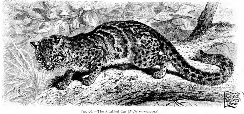 marbled cat (Pardofelis marmorata); DISPLAY FULL IMAGE.