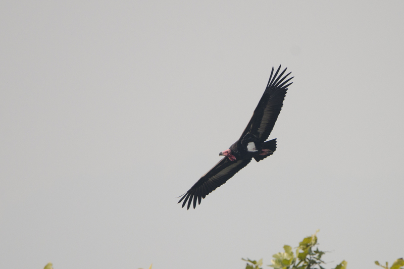 red-headed vulture (Sarcogyps calvus); DISPLAY FULL IMAGE.