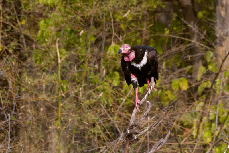 red-headed vulture (Sarcogyps calvus); DISPLAY FULL IMAGE.