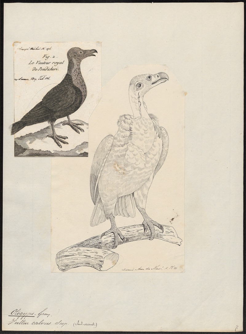 red-headed vulture (Sarcogyps calvus); DISPLAY FULL IMAGE.