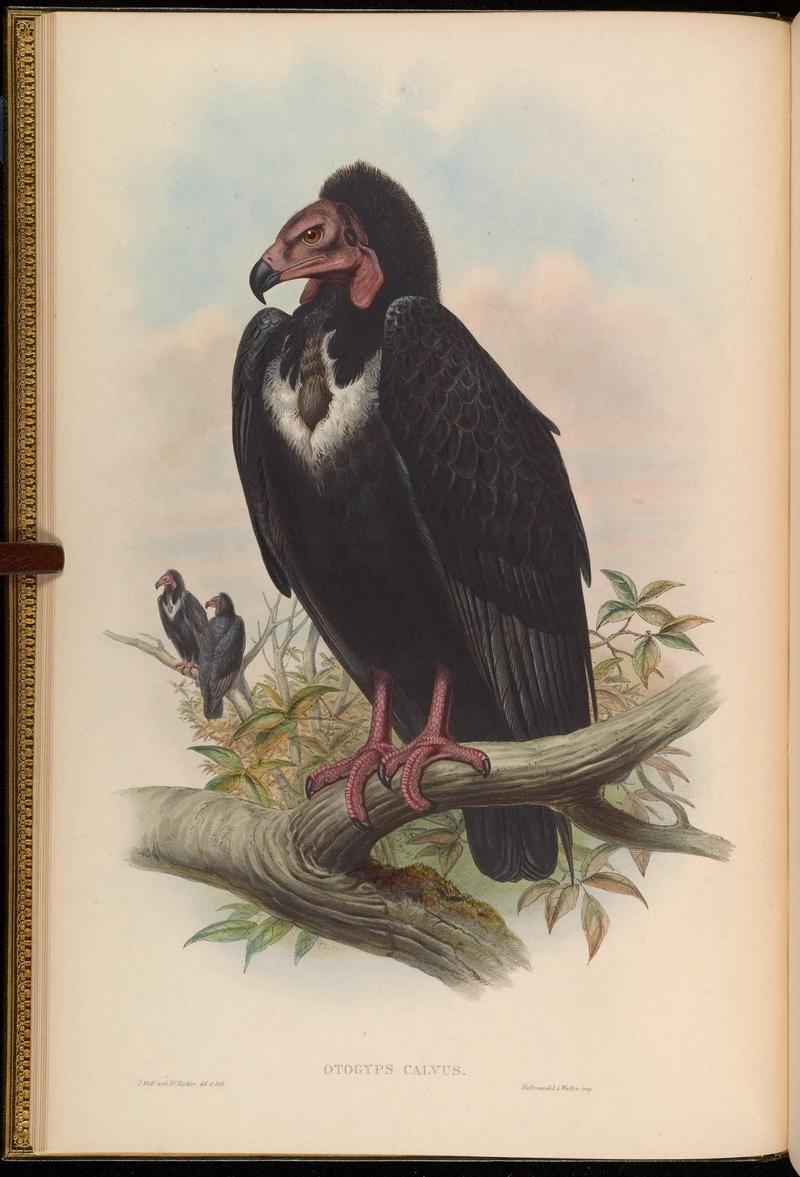red-headed vulture (Sarcogyps calvus); DISPLAY FULL IMAGE.