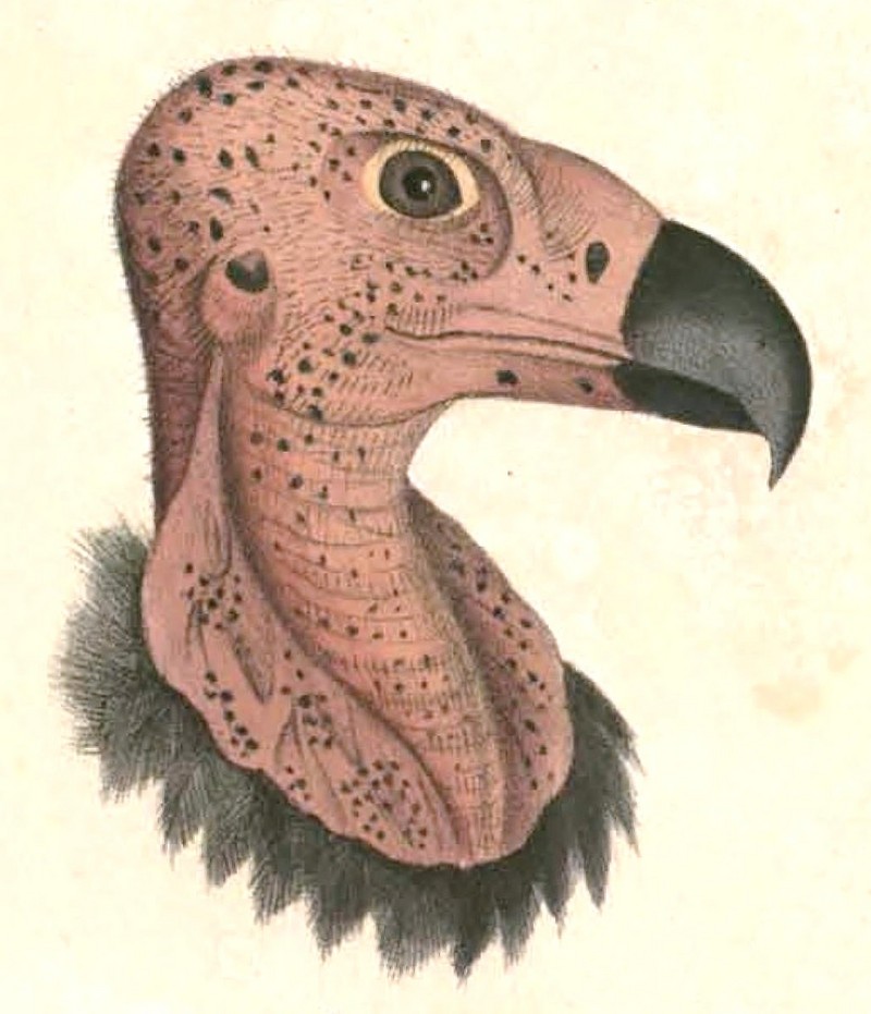 red-headed vulture (Sarcogyps calvus); DISPLAY FULL IMAGE.