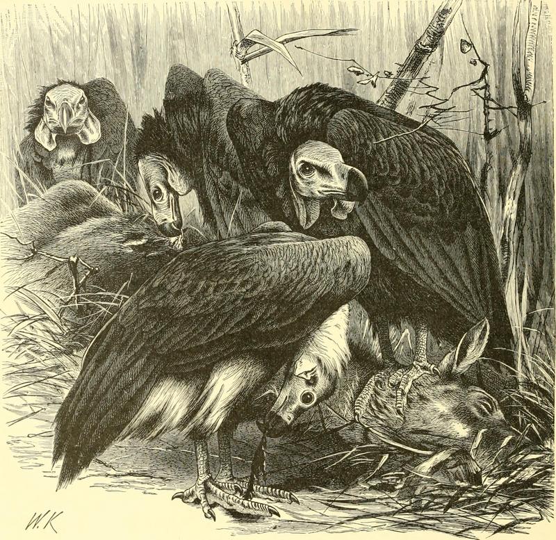 red-headed vulture (Sarcogyps calvus); DISPLAY FULL IMAGE.
