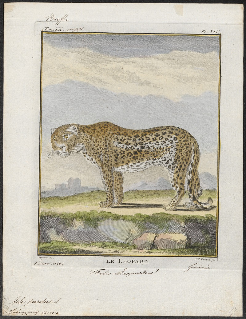 leopard (Panthera pardus); DISPLAY FULL IMAGE.