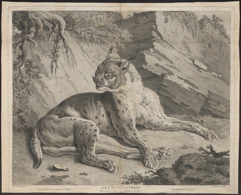 leopard (Panthera pardus); DISPLAY FULL IMAGE.