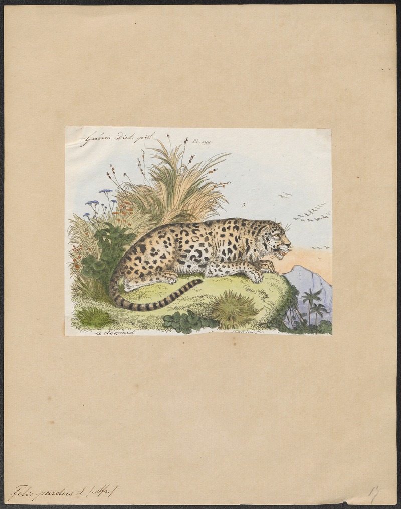 leopard (Panthera pardus); DISPLAY FULL IMAGE.