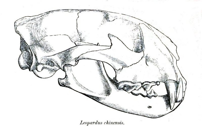 leopard (Panthera pardus); DISPLAY FULL IMAGE.