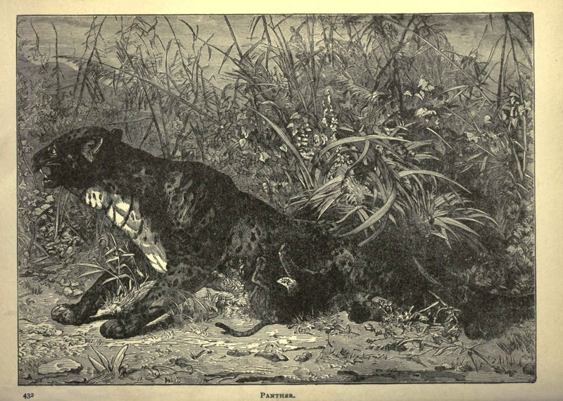 leopard (Panthera pardus); DISPLAY FULL IMAGE.
