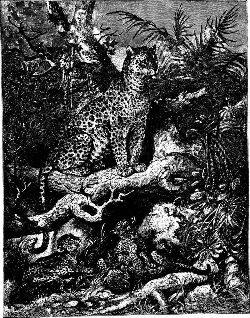 leopard (Panthera pardus); DISPLAY FULL IMAGE.