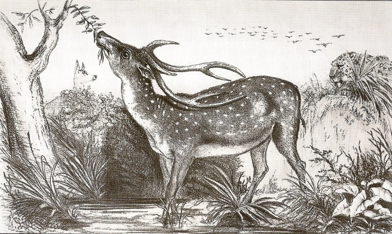 leopard (Panthera pardus) & Chital (Axis axis); DISPLAY FULL IMAGE.